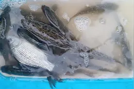 五一假期在伊河碧桂园钓鱼，意外收获黑鱼图片