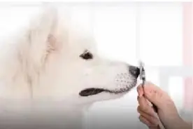 宠物看病比人贵？揭秘中国宠物医疗发展史图片