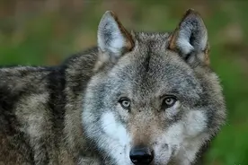 东北猎人打猎时偶遇母狼产崽，砍下猪头丢进狼窝，多年后母狼报恩图片