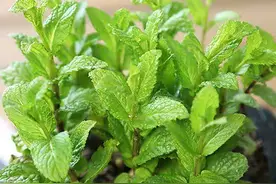 薄荷难养吗？3个建议，一个月后疯长爆盆，枝繁叶茂根本吃不完图片