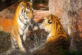 《两只老虎》小朋友尤克里里单音练习曲及指弹乐谱图片