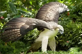 食猴鹰的“铁血柔情”：捕猎猴子手段残忍，逼雏鹰捕猎冷酷心狠图片