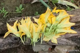 难忘家乡的面筋汤图片