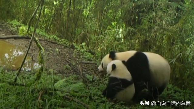 熊猫：真实存在的上古恐惧，为什么只有人类觉得大熊猫很可爱？