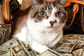 中国人给猫咪“取名”，气质这块，拿捏得死死的！图片