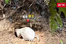 40多年首次！江西信丰县金鸡林场发现中华穿山甲，这意味着什么？图片