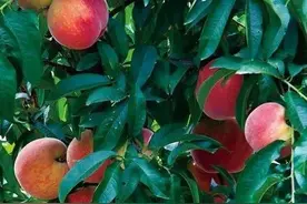 原产地是我国的水果图片