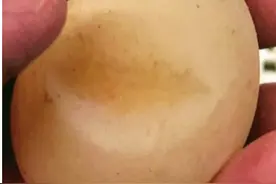 12种异常的鸡蛋，是什么原因导致的？图片