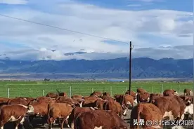 中国牛奶地图：谁承包了你的童年味觉？图片