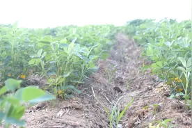 春花生出苗齐不齐？播种前种子处理很关键，3个方面要注意图片