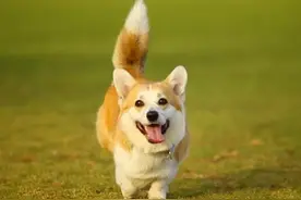 狗的尾巴有多少种含义？你一定要知道的秘密！图片