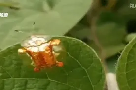 网友拍到金色小虫 专家科普非入侵害虫图片