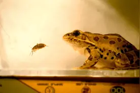 青蛙滑溜溜的舌头，是怎么粘住苍蝇的？图片