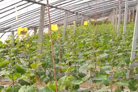 换个方法种黄瓜，无土栽培根系好，产量高，适合农户种植图片