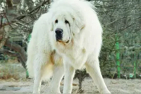 《猎人大山的猎犬》十一：大山迎娶美娇娘，闪电巴勒入洞房图片