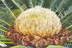 铁树终于“开花”！2.7亿岁“恐龙级”植物首获基因组图谱图片