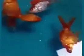 黑龙江一女子网购金鱼，收货后是一冰坨子，网友：冬天网上买鱼？图片