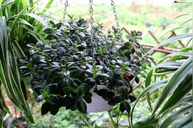 家中可养“3种”吊兰，如瀑布，长势旺，空气好，好养又好看图片