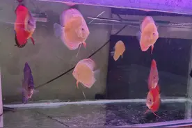 不管鱼缸养了几条鱼，只要频繁出现这些问题，就知道饲养密度大了图片