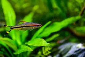 鱼缸里的水经常有发黄的情况，你知道是因为什么吗？图片