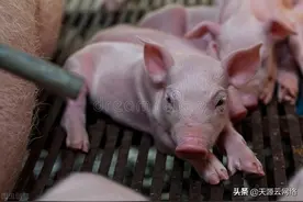 仔猪腹泻，拉黄绿色、灰白色和淡绿色粪便，是什么病？怎么治疗？图片