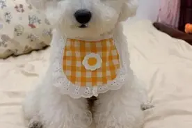 狗狗心脏病丨多数铲屎官都会遇到！图片