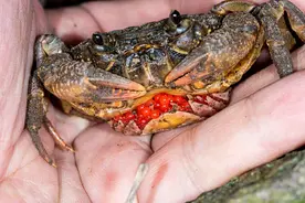 武汉江滩螃蟹“组团上岸”，捡还是不捡？专家呼吁别捡！图片
