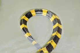 毒液量是银环蛇十倍！被称为减速带的金环蛇，为何让人如此惧怕？图片