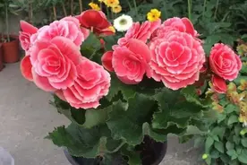 家里阳光少，就养6种“喜阴花”，放在室内照样开花图片