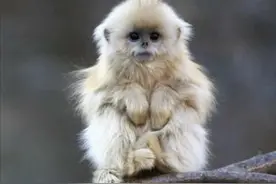 “老公”最早说的是猴子图片