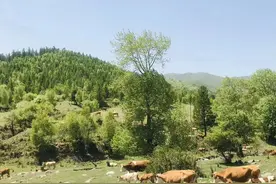 不负春光，“乡”约娄烦｜快来解锁娄烦春日的密码吧图片