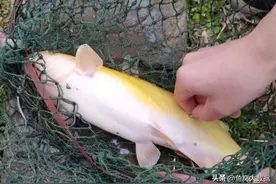 广东钓鱼人钓起1米多长的“黄颡鱼王”，它还真不是黄颡鱼图片