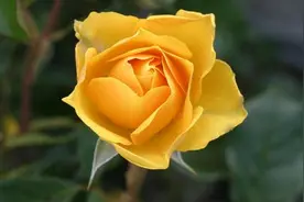 男人很想你的时候，会忍不住图片