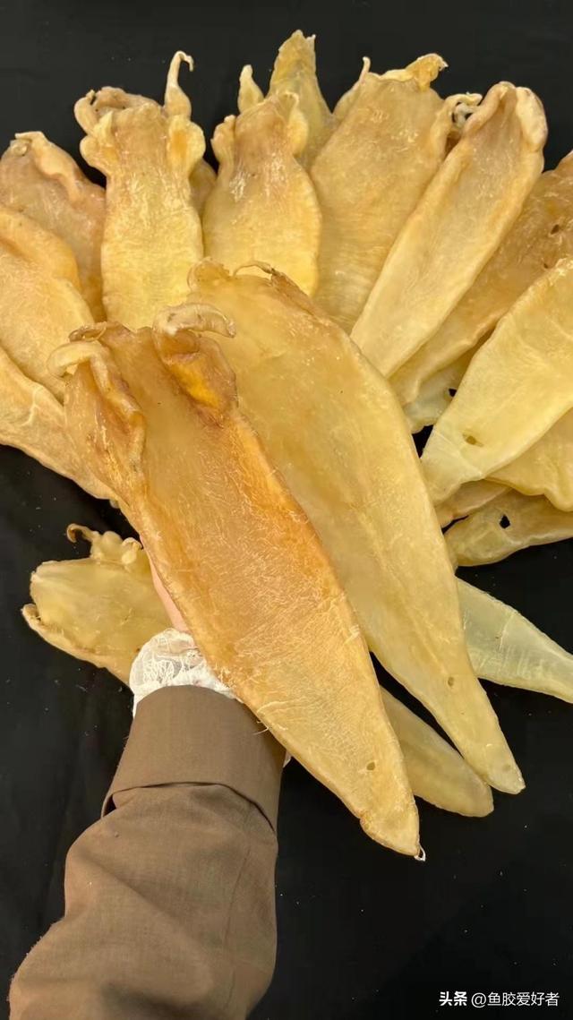 鱼胶的产地哪里最好 2026年鱼胶的产地哪里最好最正宗