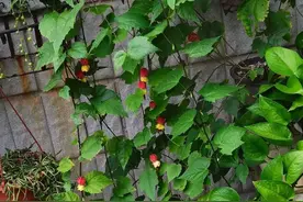 养绿萝，用3个小秘方，叶片手掌大，藤蔓长，真漂亮图片