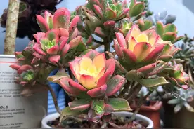 这3款多肉天生就爱长气根，露养的花友拿它们也没办法，习惯就好图片