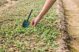 白菜出苗后易遭虫害啃咬，撒一把厨房里的它，防病治虫不花钱图片