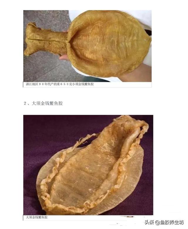 花胶 澳洲 2026年澳洲花胶液有什么好处 花胶 澳洲 2026年澳洲花胶液有什么好处