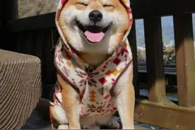 两条狗打架，受伤的是我爹？图片