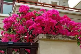 能爬墙的绿植品种介绍，让你轻松打造属于你自己的花墙图片