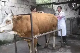 健荷分享 | 妙用大蒜，放入母牛阴道，轻松解决产道炎症图片