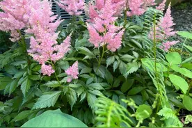 春天来了，别让院子阳台空着，就养“落新妇”，不用打理就很美！图片