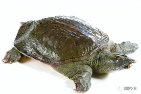 如何选购新鲜甲鱼图片
