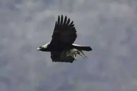 四川惊现“飞猪”奇观，金雕抓起野猪拔地而起，抓拍照片惊呆众人图片