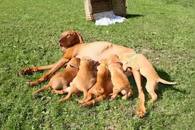 印度发现现实版“狗孩”，被流浪狗拣去抚养，为何动物会爱孩子？图片