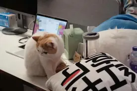 大厂员工带宠物上班之后图片