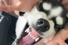 挑战“狗狗开花”，别的狗超可爱，可自家的，这是食人花吧？图片