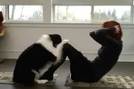 哈士奇是真的傻？教你如何测测它的IQ图片