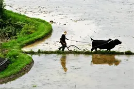 今天是清明节，也是放水节图片