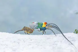 检影说法 | 你不知道的野生动物神奇小知识！图片